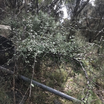 Cotoneaster pannosus (Cotoneaster) at Jerrabomberra, ACT - 18 Aug 2022 by Tapirlord