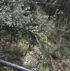 Cotoneaster pannosus at Jerrabomberra, ACT - 18 Aug 2022