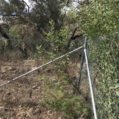 Acacia rubida (Red-stemmed Wattle, Red-leaved Wattle) at Jerrabomberra, ACT - 18 Aug 2022 by Tapirlord