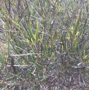 Dodonaea viscosa subsp. angustissima at Jerrabomberra, ACT - 18 Aug 2022