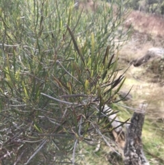 Dodonaea viscosa subsp. angustissima at Jerrabomberra, ACT - 18 Aug 2022