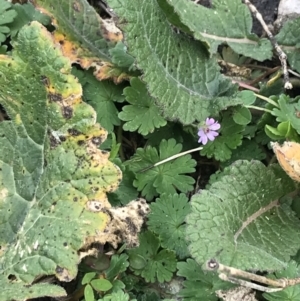 Geranium molle at Jerrabomberra, ACT - 18 Aug 2022