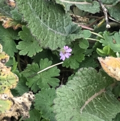 Geranium molle at Jerrabomberra, ACT - 18 Aug 2022