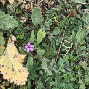 Erodium cicutarium at Jerrabomberra, ACT - 18 Aug 2022 10:47 AM