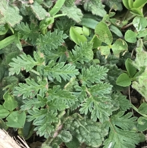 Erodium cicutarium at Jerrabomberra, ACT - 18 Aug 2022