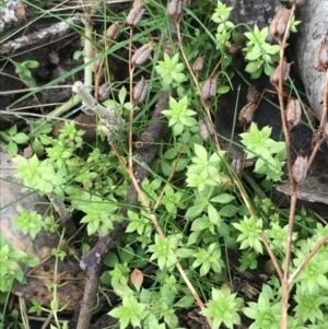 Galium murale at Jerrabomberra, ACT - 18 Aug 2022