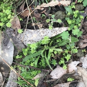 Galium murale at Jerrabomberra, ACT - 18 Aug 2022