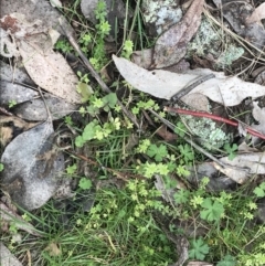 Galium murale at Jerrabomberra, ACT - 18 Aug 2022 10:40 AM