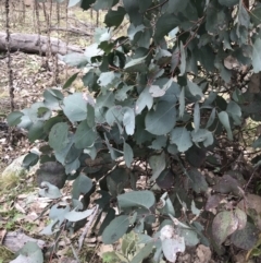 Eucalyptus albens (White Box) at Jerrabomberra, ACT - 18 Aug 2022 by Tapirlord