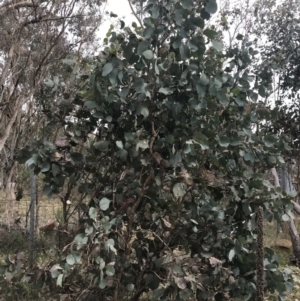 Eucalyptus albens at Jerrabomberra, ACT - 18 Aug 2022 10:35 AM