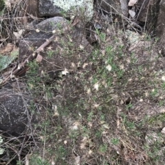 Vittadinia cuneata (Fuzzweed, New Holland Daisy) at Jerrabomberra, ACT - 18 Aug 2022 by Tapirlord