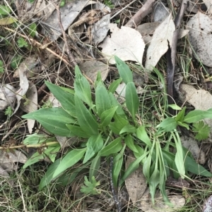 Centranthus ruber at Jerrabomberra, ACT - 18 Aug 2022