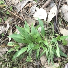 Centranthus ruber at Jerrabomberra, ACT - 18 Aug 2022