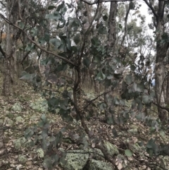 Eucalyptus albens (White Box) at Jerrabomberra, ACT - 18 Aug 2022 by Tapirlord