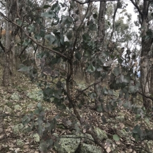 Eucalyptus albens at Jerrabomberra, ACT - 18 Aug 2022 10:33 AM