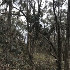 Eucalyptus albens at Jerrabomberra, ACT - 18 Aug 2022