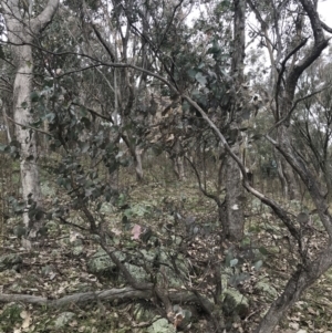 Eucalyptus albens at Jerrabomberra, ACT - 18 Aug 2022 10:33 AM