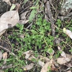 Lysimachia arvensis at Jerrabomberra, ACT - 18 Aug 2022 10:32 AM