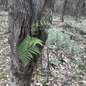 Pteridium esculentum at Jerrabomberra, ACT - 18 Aug 2022 10:31 AM