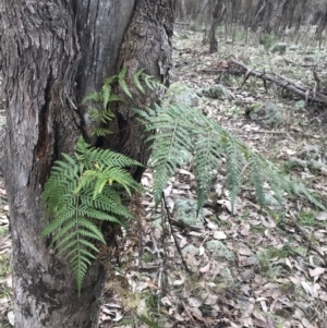 Pteridium esculentum at Jerrabomberra, ACT - 18 Aug 2022 10:31 AM