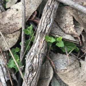 Scutellaria humilis at Jerrabomberra, ACT - 18 Aug 2022 10:29 AM