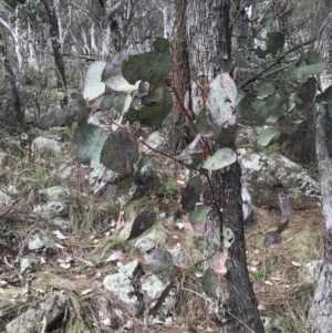 Eucalyptus albens at Jerrabomberra, ACT - 18 Aug 2022 10:27 AM