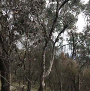 Eucalyptus albens at Jerrabomberra, ACT - 18 Aug 2022 10:27 AM