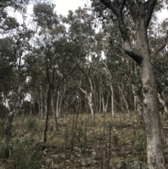 Eucalyptus albens at Jerrabomberra, ACT - 18 Aug 2022 10:27 AM