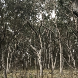 Eucalyptus albens at Jerrabomberra, ACT - 18 Aug 2022 10:27 AM