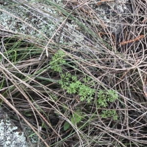 Daucus glochidiatus at Jerrabomberra, ACT - 18 Aug 2022 10:26 AM