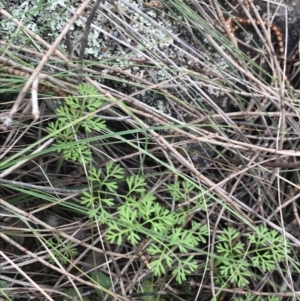 Daucus glochidiatus at Jerrabomberra, ACT - 18 Aug 2022 10:26 AM