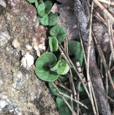 Dichondra repens (Kidney Weed) at Jerrabomberra, ACT - 18 Aug 2022 by Tapirlord