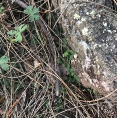 Dichondra repens at Jerrabomberra, ACT - 18 Aug 2022