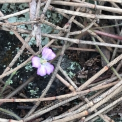 Geranium solanderi var. solanderi (Native Geranium) at Jerrabomberra, ACT - 18 Aug 2022 by Tapirlord