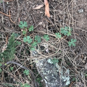 Geranium solanderi var. solanderi at Jerrabomberra, ACT - 18 Aug 2022