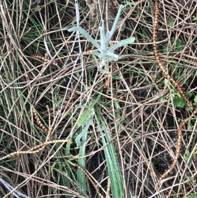 Senecio quadridentatus (Cotton Fireweed) at Jerrabomberra, ACT - 18 Aug 2022 by Tapirlord