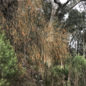 Allocasuarina verticillata at Jerrabomberra, ACT - 18 Aug 2022