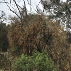 Allocasuarina verticillata at Jerrabomberra, ACT - 18 Aug 2022