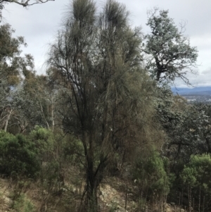 Allocasuarina verticillata at Jerrabomberra, ACT - 18 Aug 2022