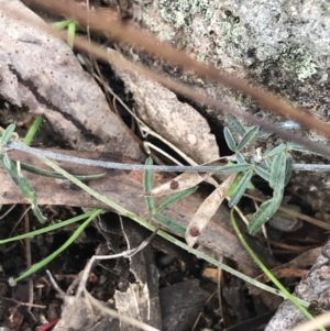 Glycine clandestina at Jerrabomberra, ACT - 18 Aug 2022