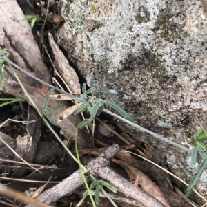 Glycine clandestina at Jerrabomberra, ACT - 18 Aug 2022