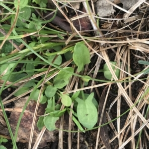 Rumex acetosella at Symonston, ACT - 18 Aug 2022