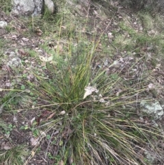 Lepidosperma laterale (Variable Sword Sedge) at Jerrabomberra, ACT - 18 Aug 2022 by Tapirlord