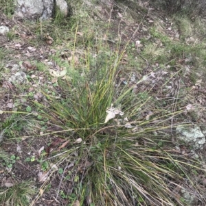 Lepidosperma laterale at Jerrabomberra, ACT - 18 Aug 2022