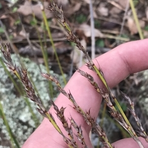 Lepidosperma laterale at Jerrabomberra, ACT - 18 Aug 2022