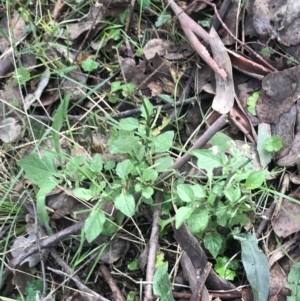 Solanum nigrum at Jerrabomberra, ACT - 18 Aug 2022 10:20 AM