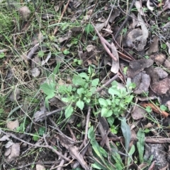 Solanum nigrum at Jerrabomberra, ACT - 18 Aug 2022