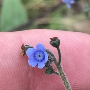 Cynoglossum australe at O'Malley, ACT - 18 Aug 2022