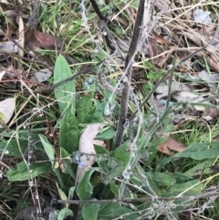 Cynoglossum australe at O'Malley, ACT - 18 Aug 2022