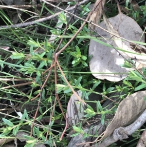 Gonocarpus tetragynus at O'Malley, ACT - 18 Aug 2022